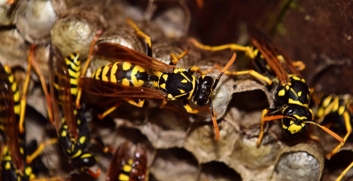 Греческая пчела