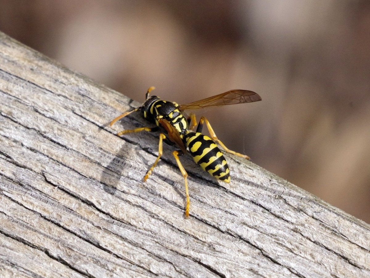 Муха журчалка Syrphidae