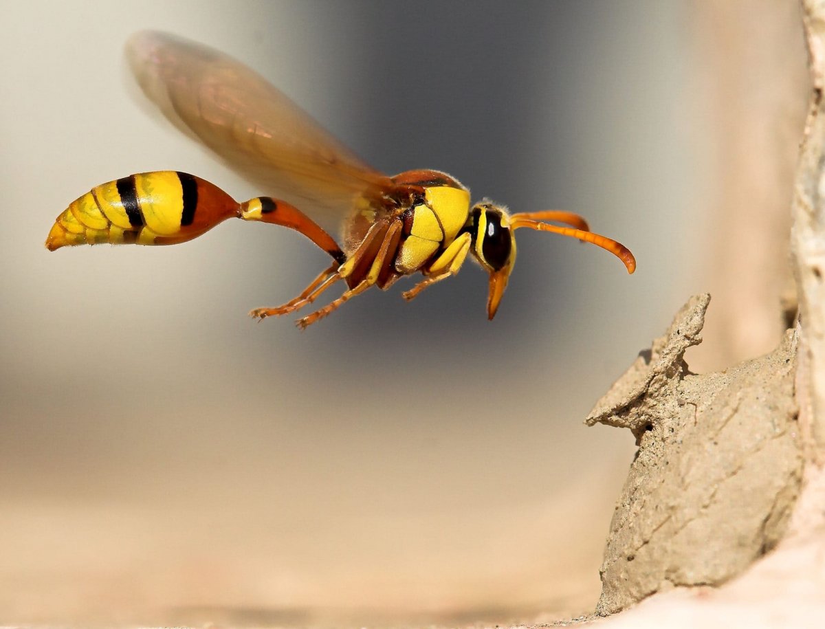 Желтый Шершень насекомое