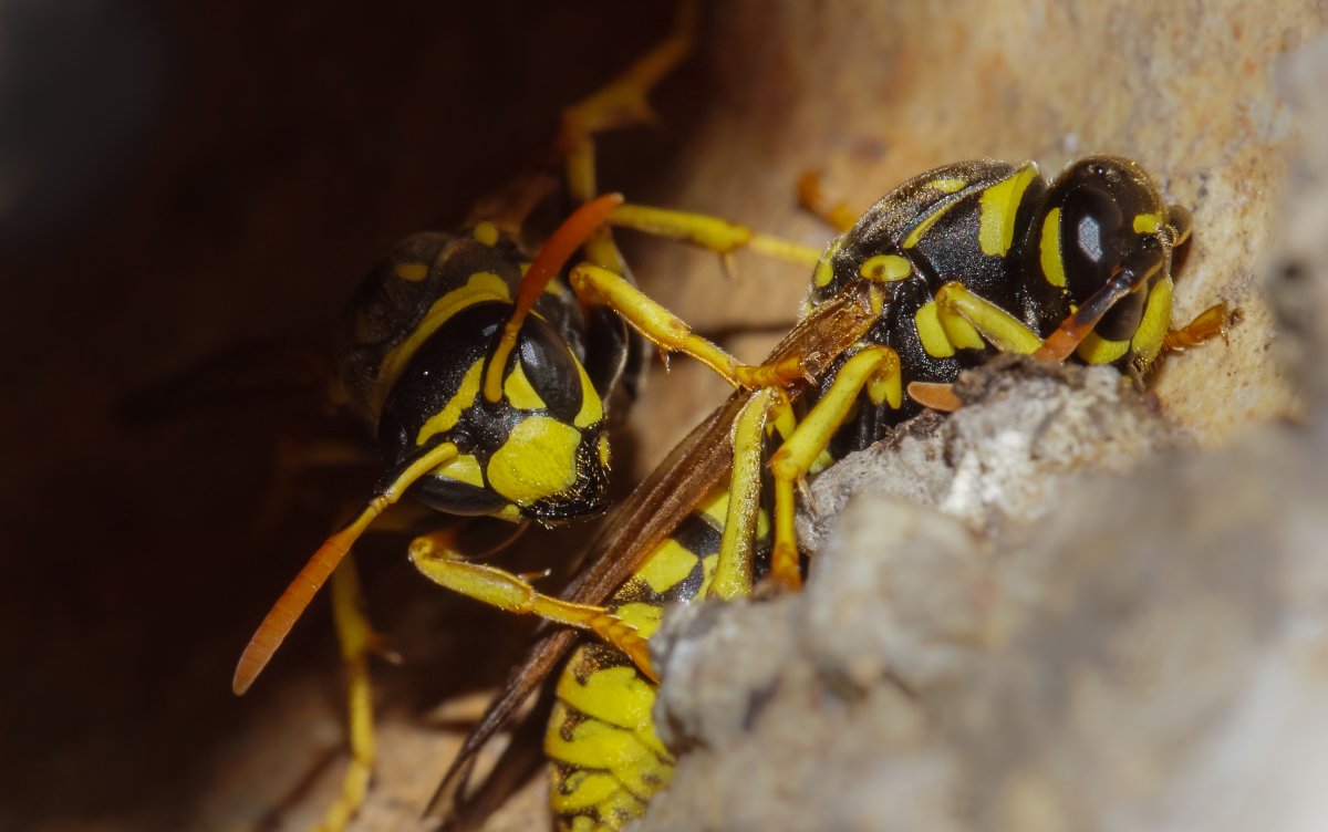 Дикие осы Магули