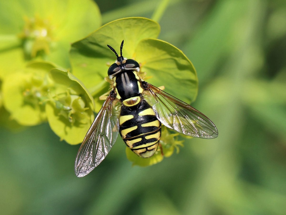 Журчалка обыкновенная