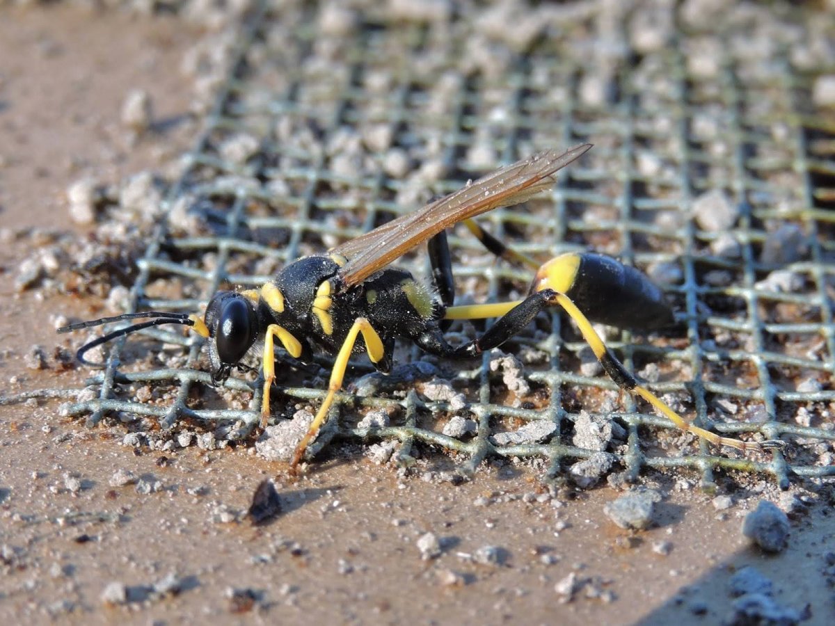 Сцелифрон пелопей