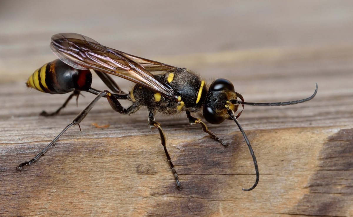 Оса пелопей кокон