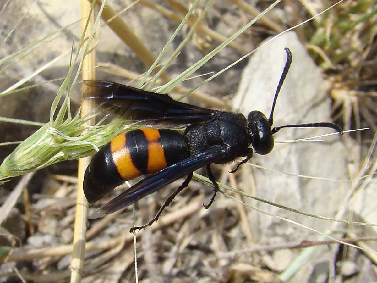 Жало шершня