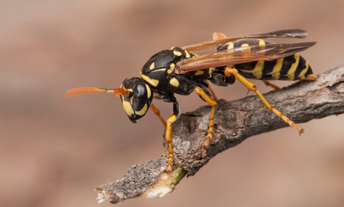 Пятнистая Оса