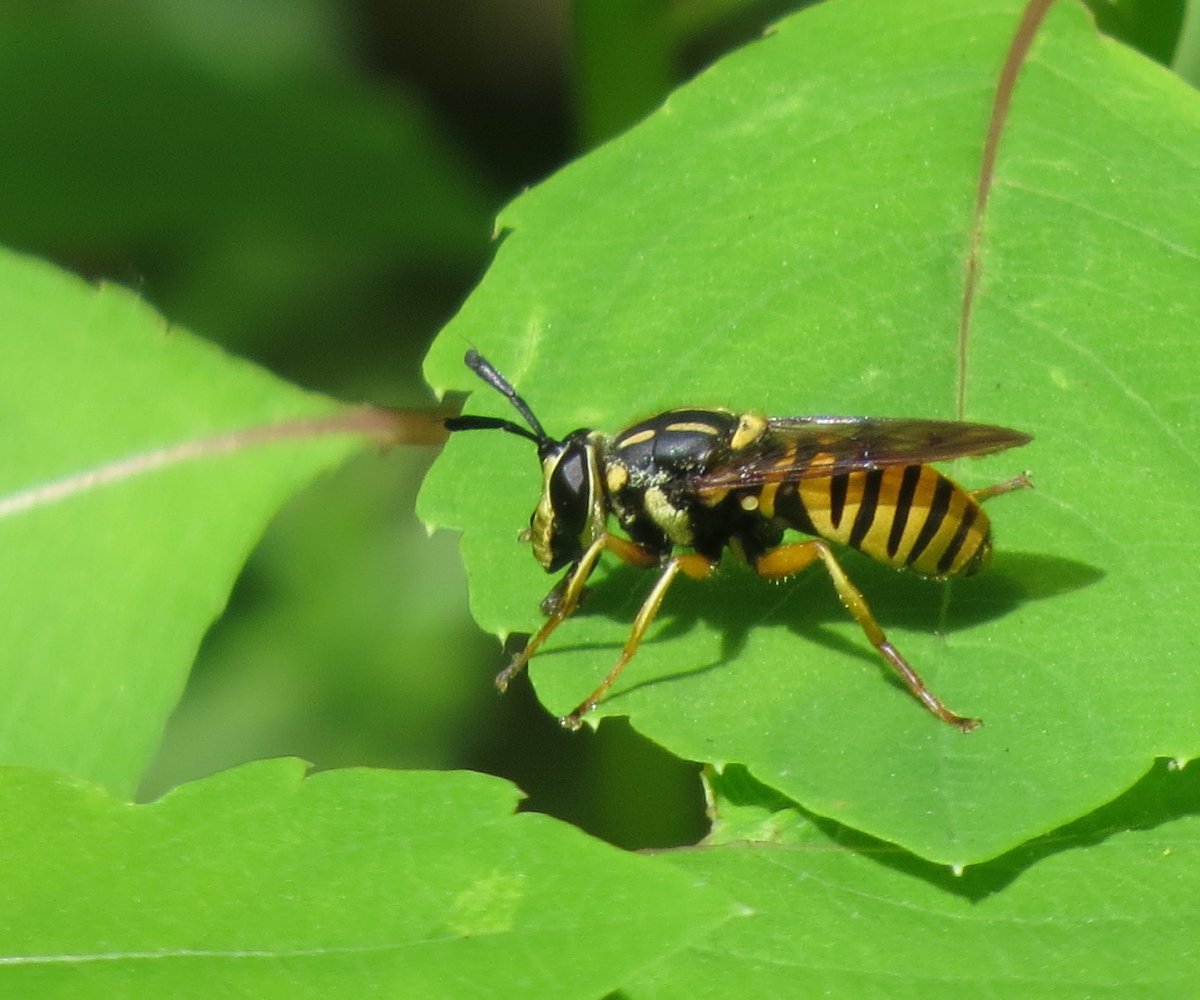 Древесная Оса