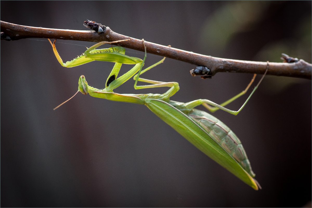 Мантис религиоза