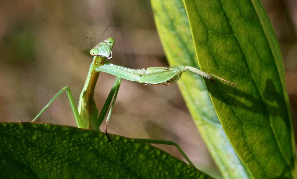 Богомол самка и самец