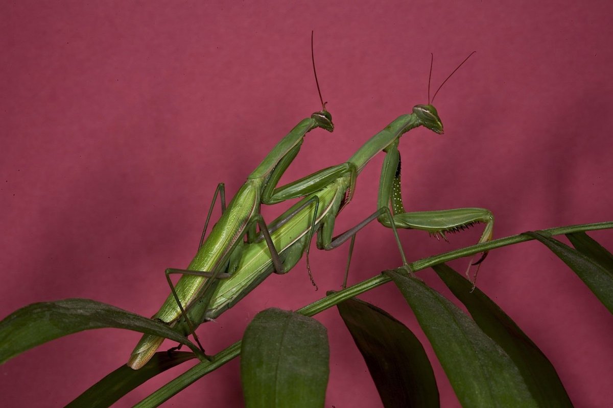 Богомол насекомое самец