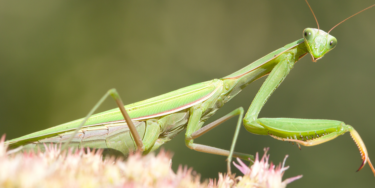 Самка богомола фильм
