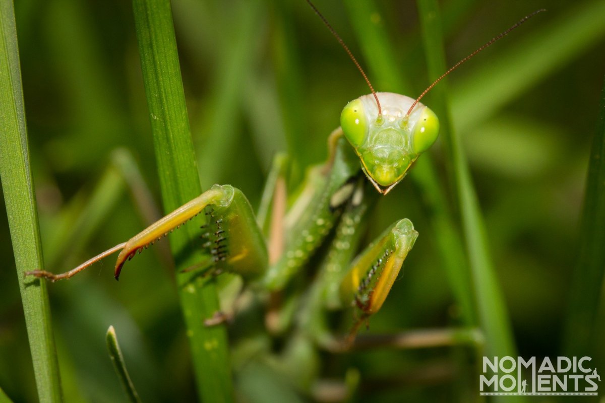 Размер богомола обыкновенного