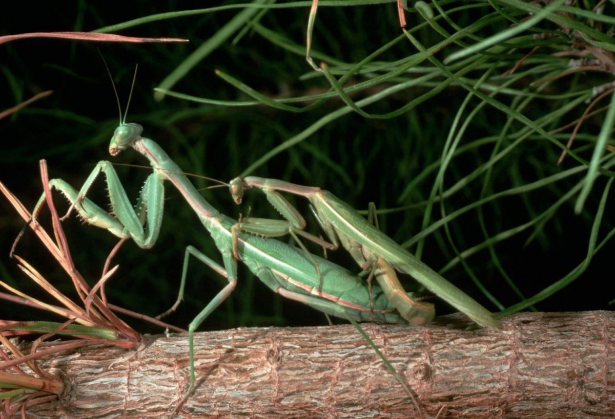 Богомол обыкновенный самка