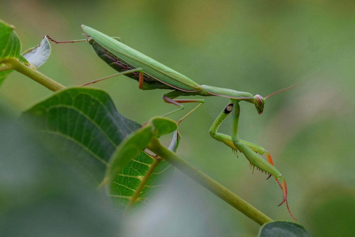 Богомол обыкновенный наземно воздушная