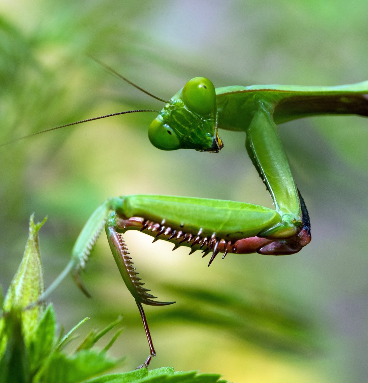 Богомол Mantis religiosa самка