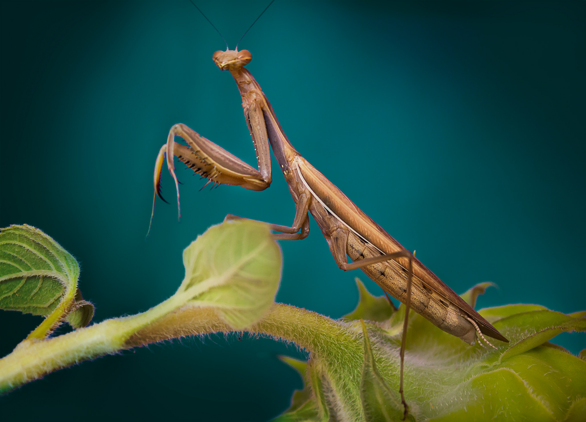 Жук богомол
