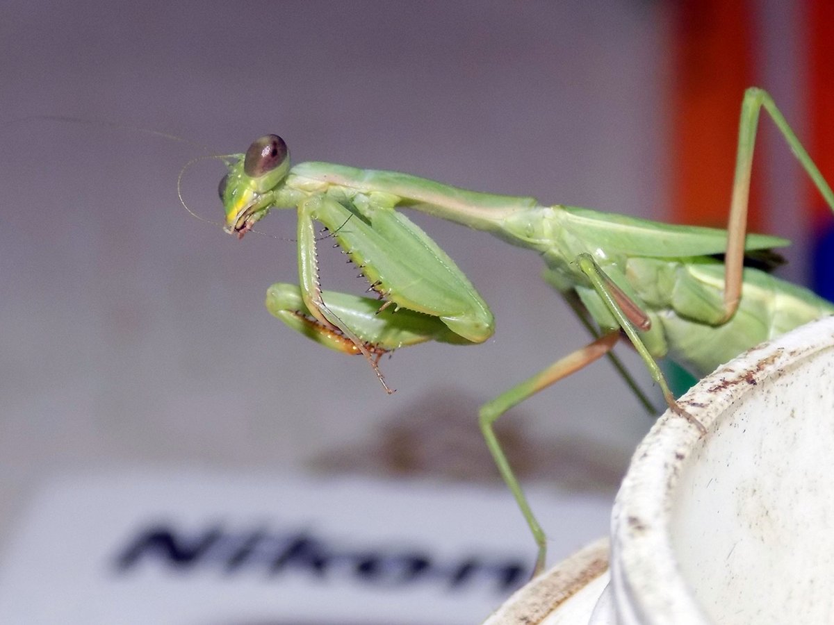 Богомол и самка богомола