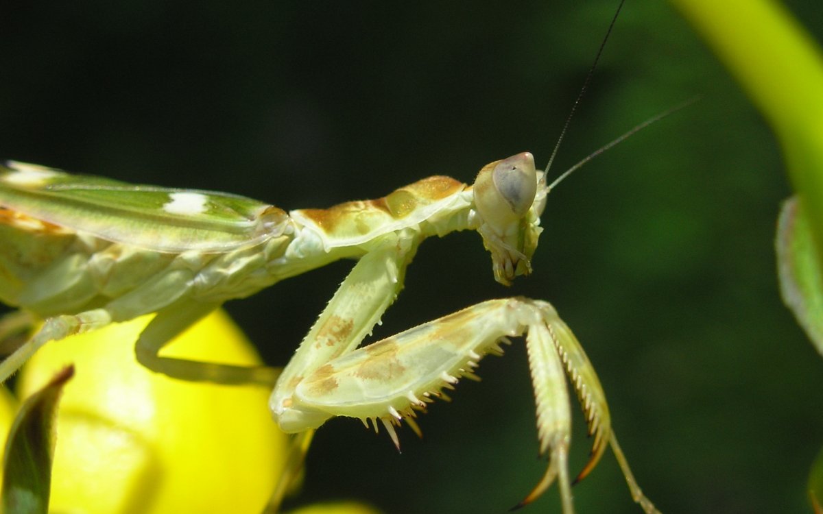 Самка богомола спаривание