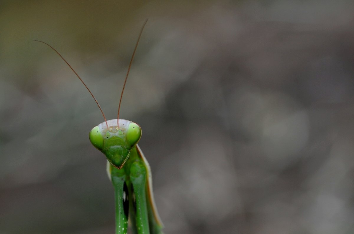 Земляной богомол (Geomantis Larvoides)