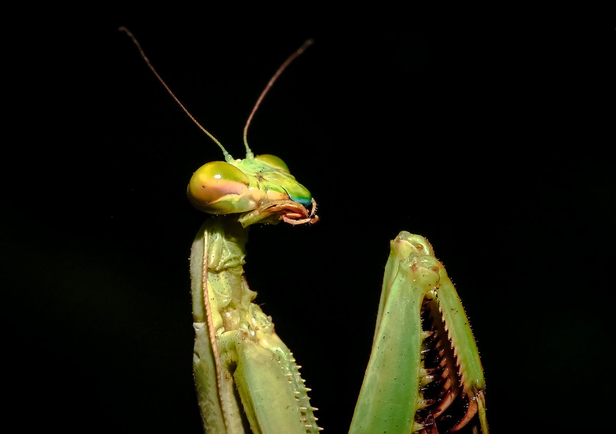 Богомол насекомое самец