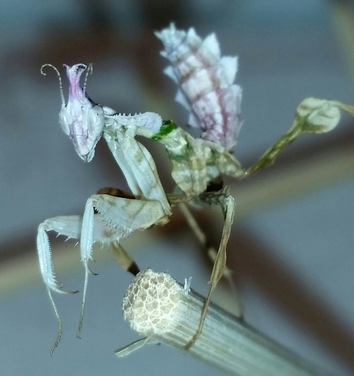Жук богомол