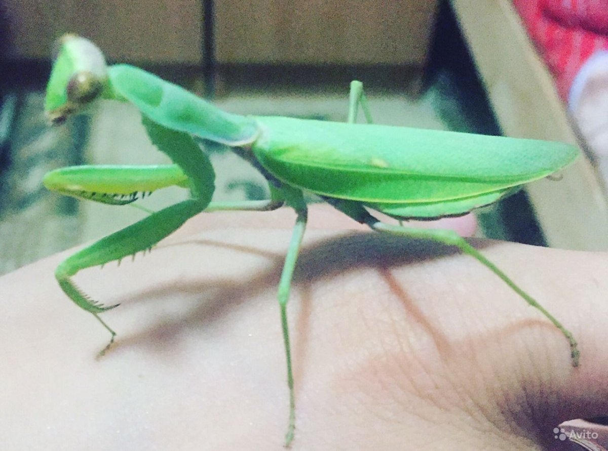 Индийский древесный богомол