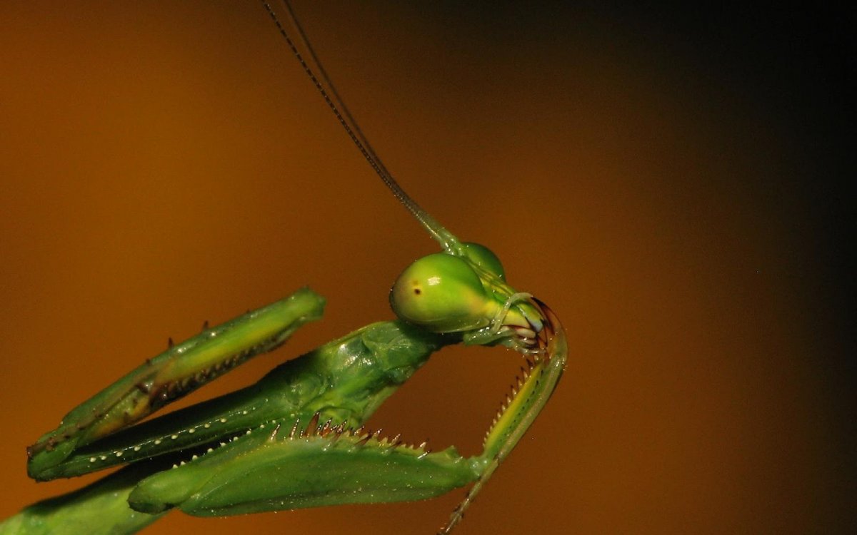 Богомол обыкновенный