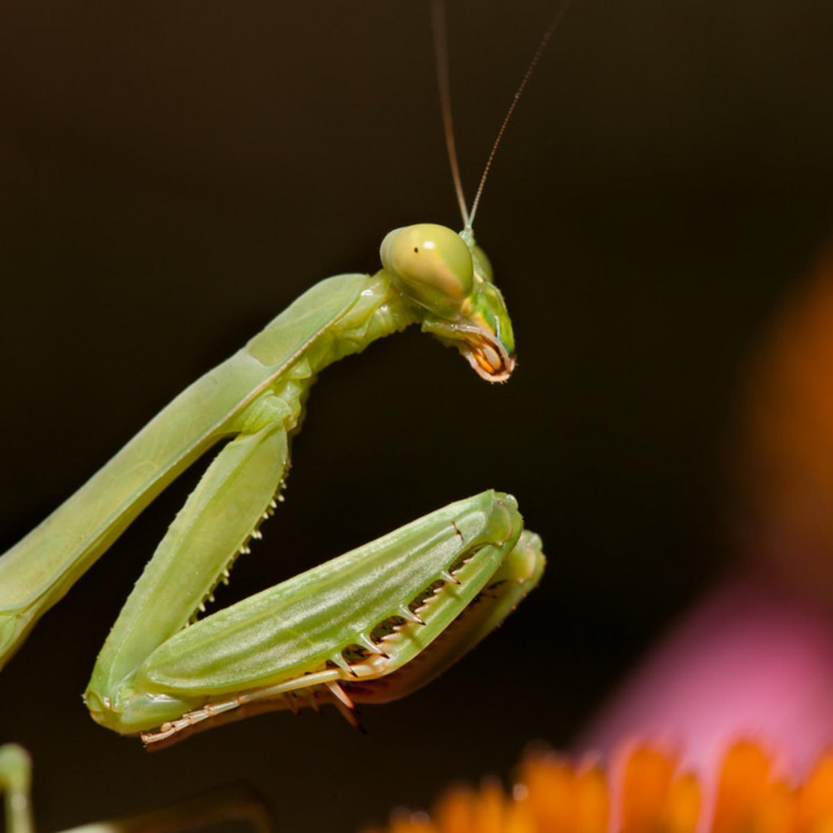 Питается богомол кузнечиками