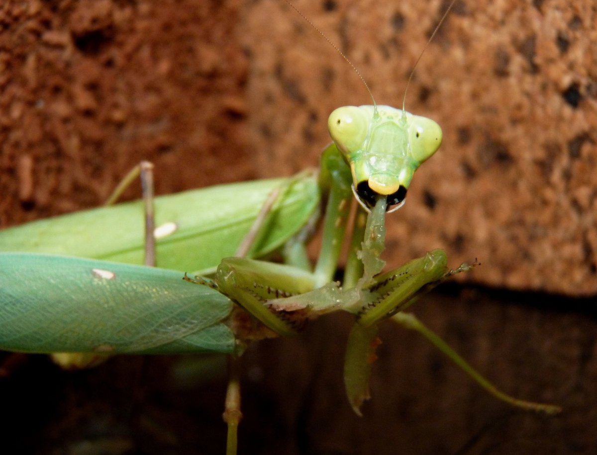 Богомол домашний