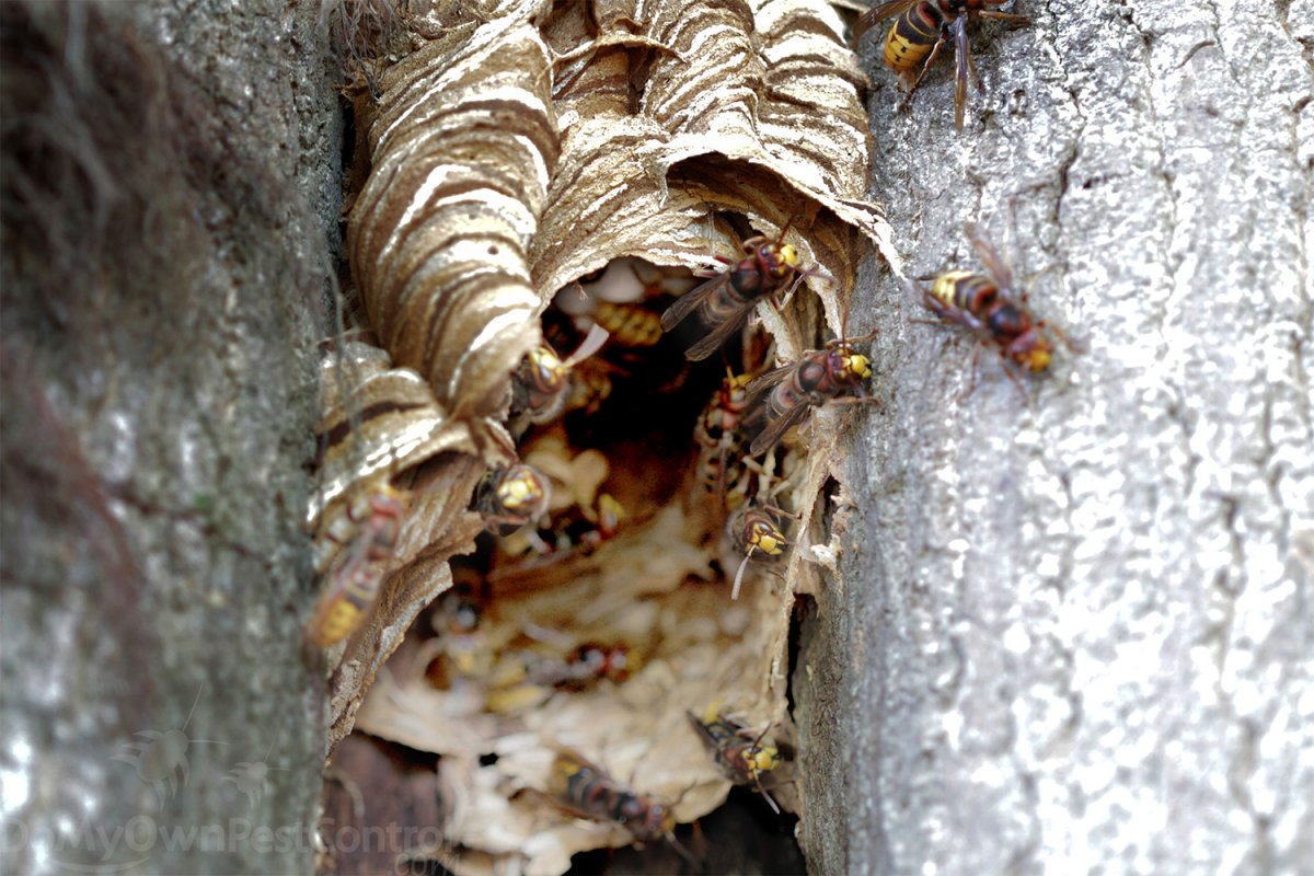 Гнездо шершней