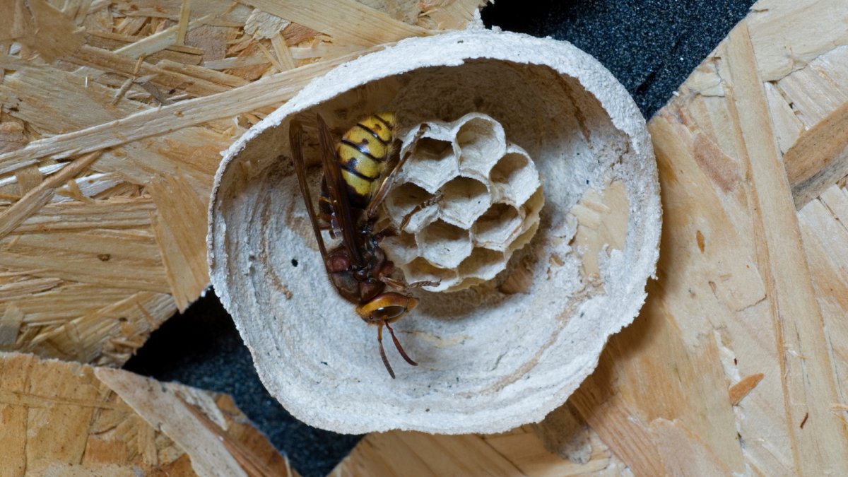 Черная Оса гнездо