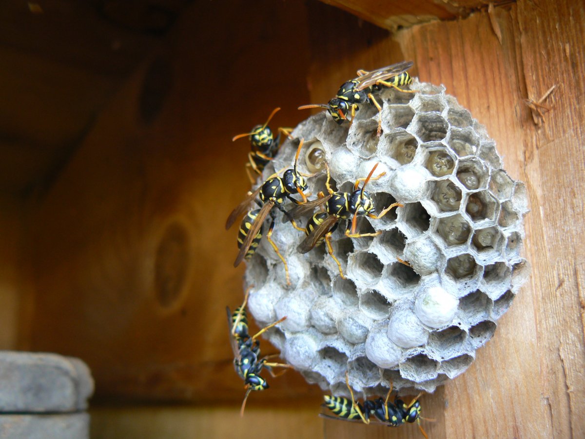 Гнездо под крышей