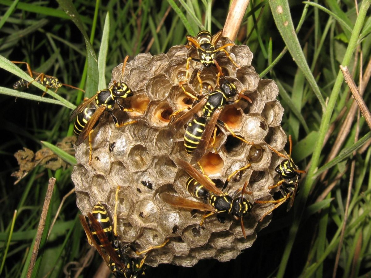 Шершень и Оса