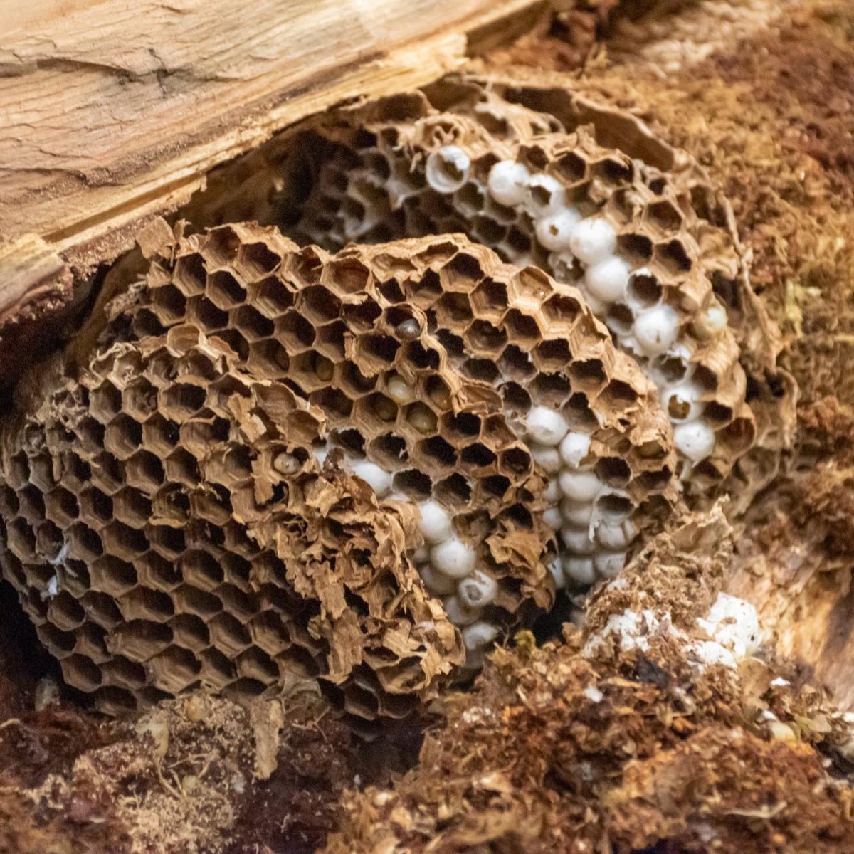 Шершень Сибирский гнездо