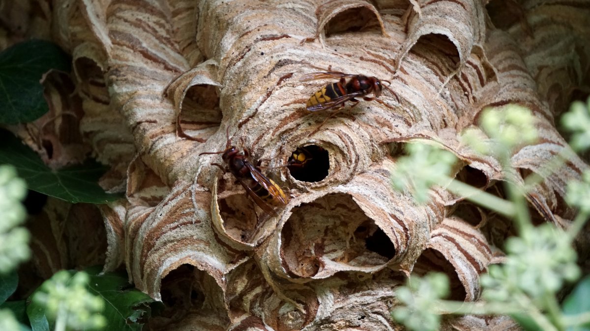 Гнездо шершней