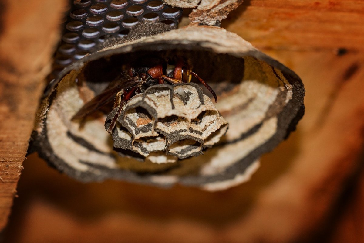 Шершень обыкновенный гнездо