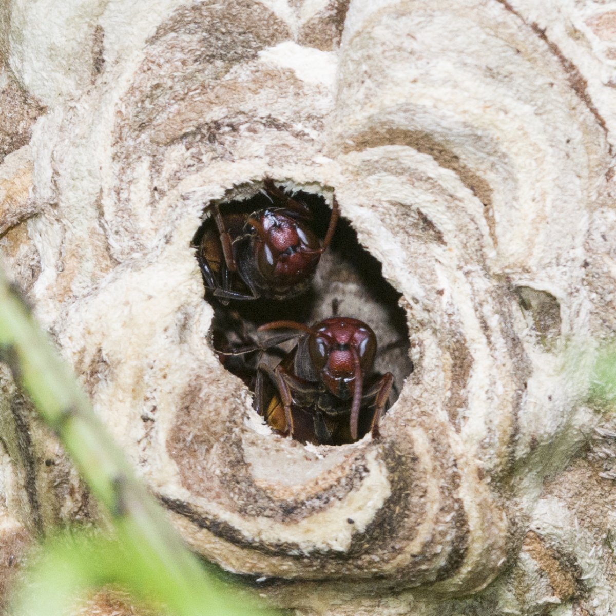 Осиный улей маленький