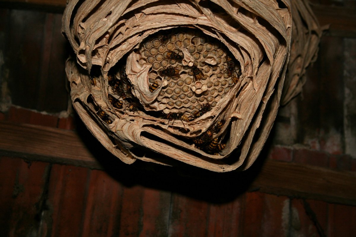 Vespa mandarinia Шершень