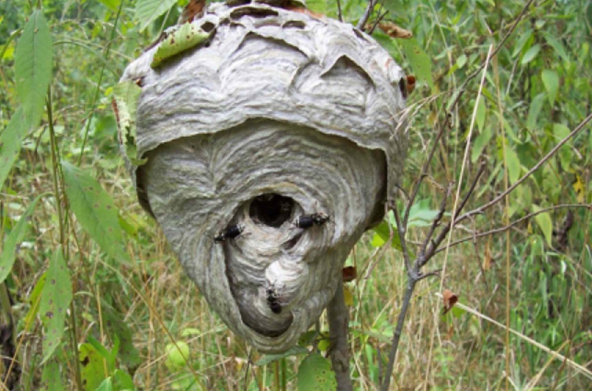 Рой шершней