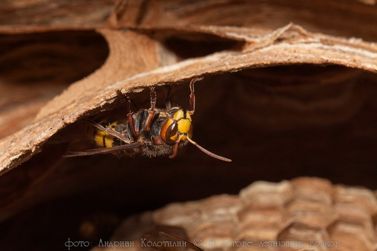 Гнездо шершня и осы