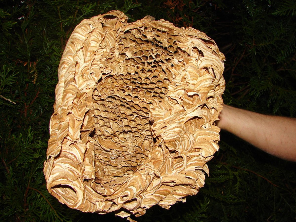 Жилище шершня