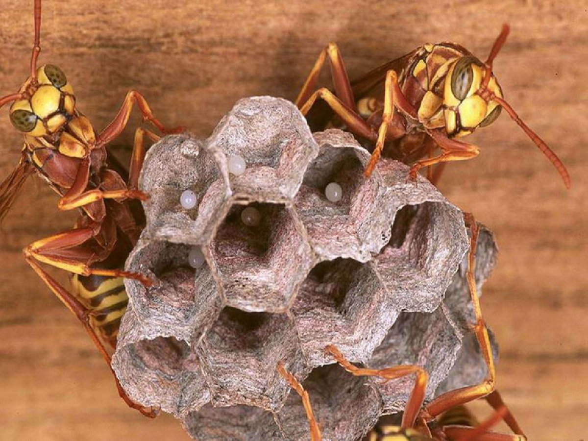 Оса пчёла Шершень улей