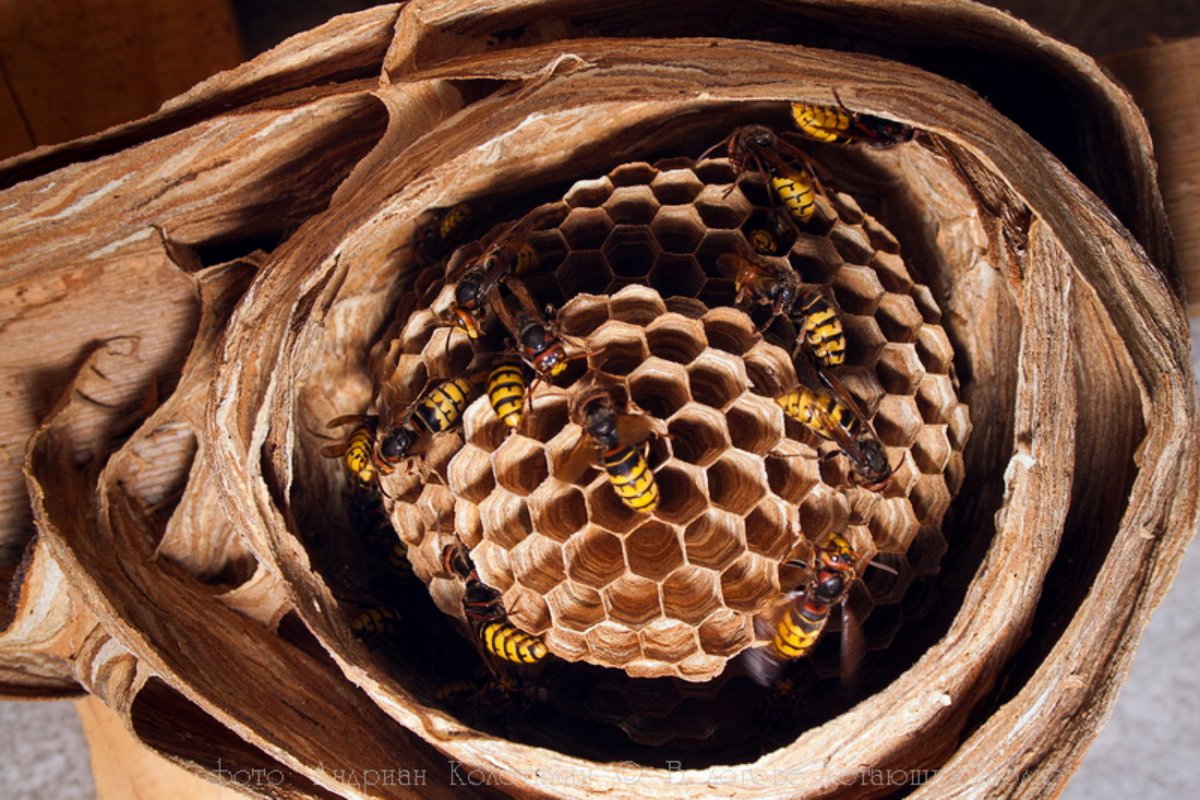 Гнездо шершней