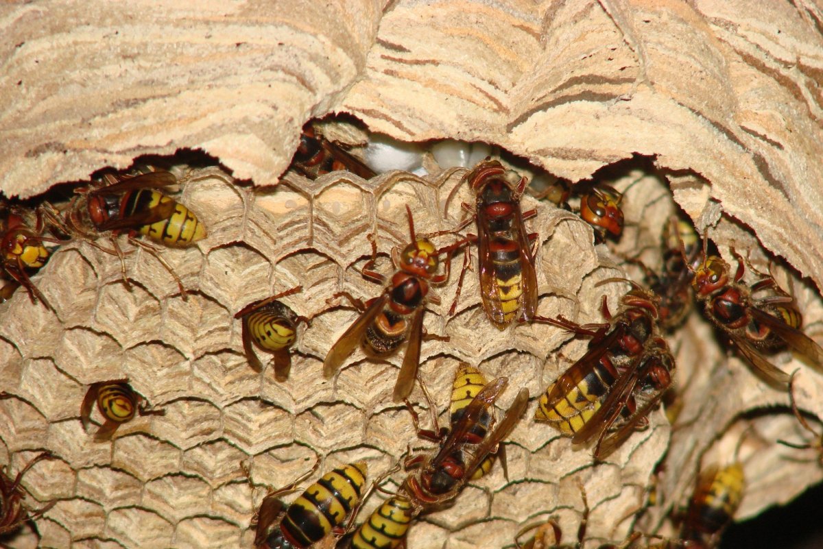 Оса Шершень Шершень пчела