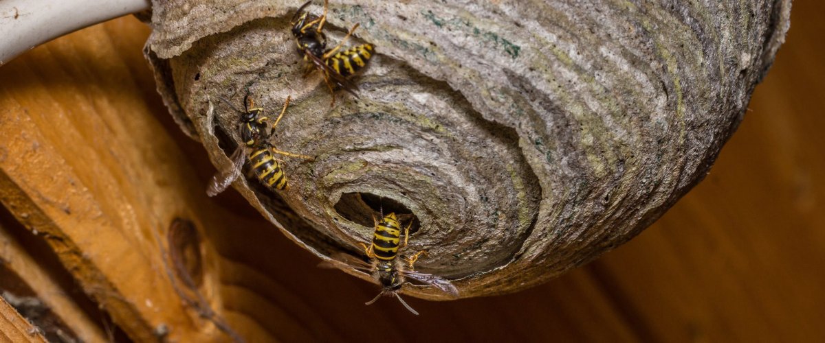 Растормошил осиное гнездо