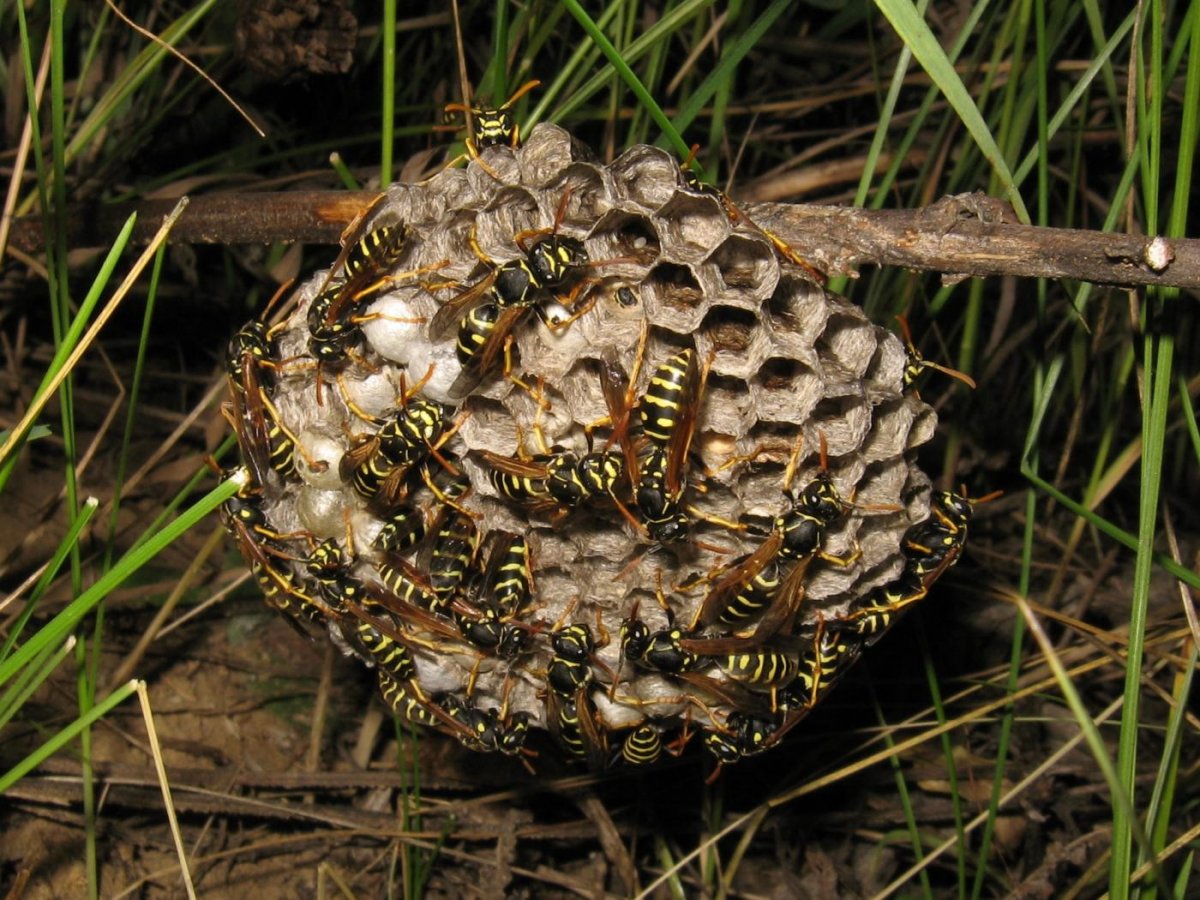 Осиное гнездо осы