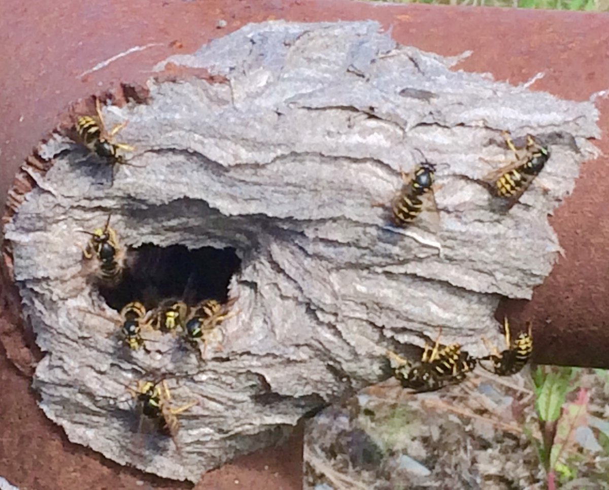 Осиное гнездо осы