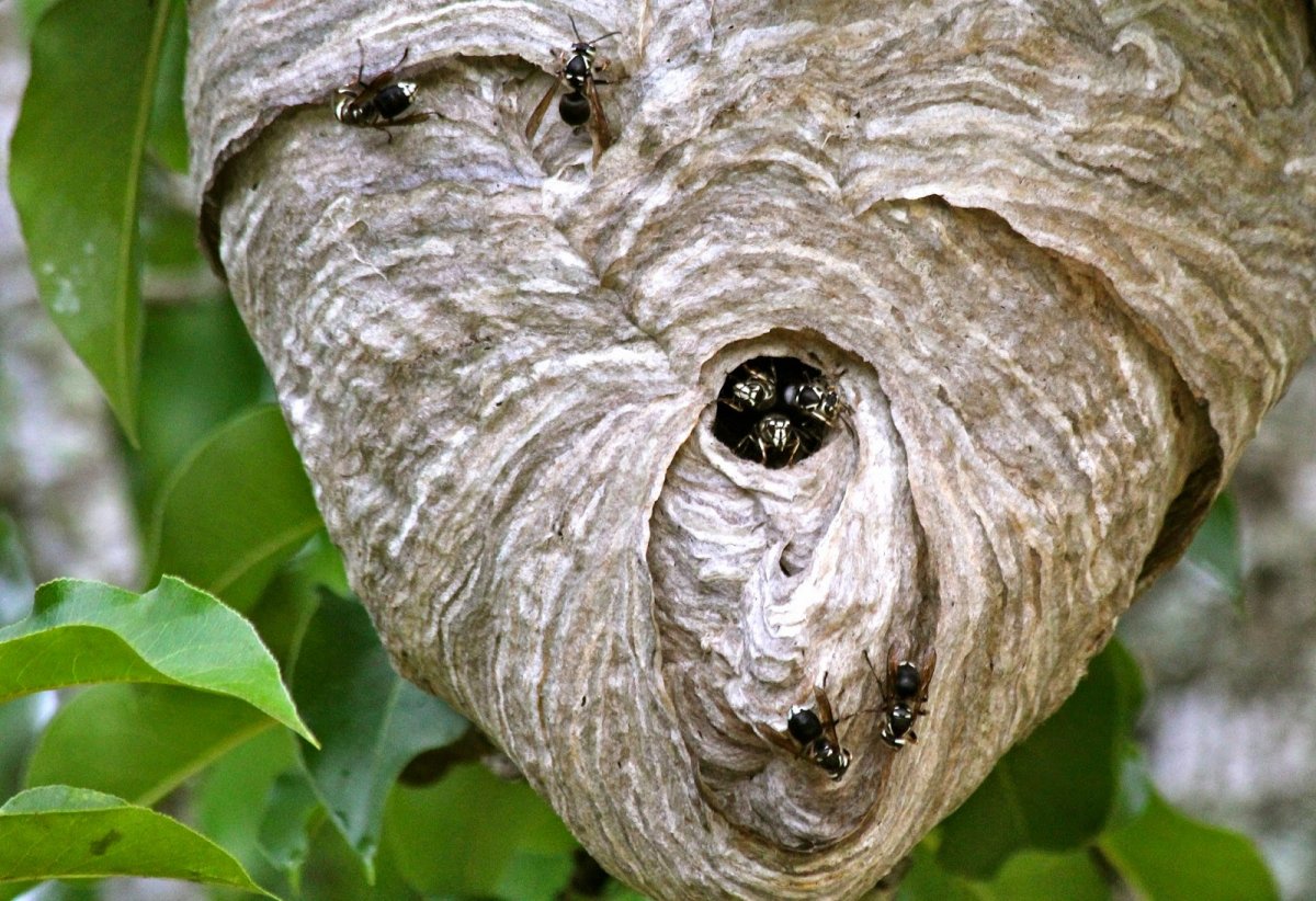 Осиное гнездо матка