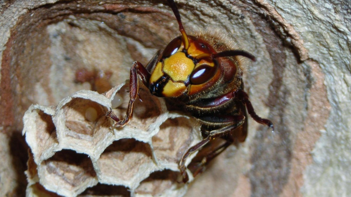 Шершень гнездо Рой