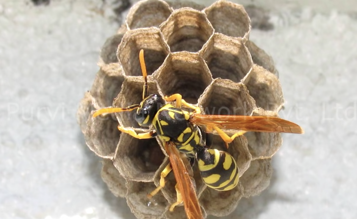 Подружился с шершнем