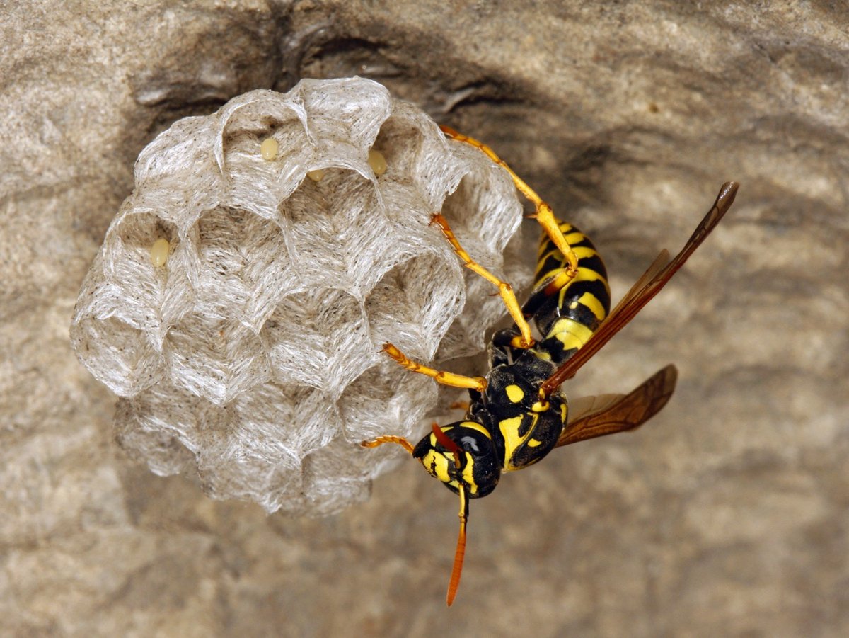 Шершень гнездо Рой